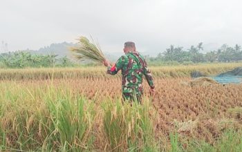 Babinsa Koramil 2302/Bojonegara Dampingi Petani Tingkatkan Produktivitas Padi dan Kacang Tanah