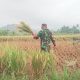Babinsa Koramil 2302/Bojonegara Dampingi Petani Tingkatkan Produktivitas Padi dan Kacang Tanah