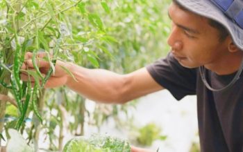 Harga Sayur Lebih Stabil Setelah Ada MBG, Petani Boyolali Harap Program Terus Berlanjut