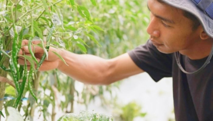 Harga Sayur Lebih Stabil Setelah Ada MBG, Petani Boyolali Harap Program Terus Berlanjut