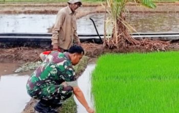 Babinsa Koramil 2305/Cinangka Dampingi Petani dan Tanamkan Wawasan Kebangsaan pada Generasi Muda