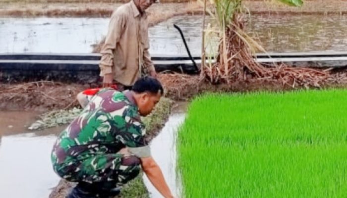 Babinsa Koramil 2305/Cinangka Dampingi Petani dan Tanamkan Wawasan Kebangsaan pada Generasi Muda