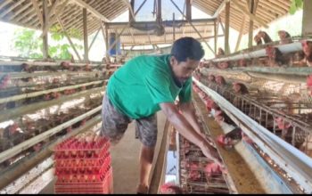 Sempat Sulit Terjual, Kini Seluruh Telur Peternak Ayam Ini Terserap Berkat MBG
