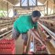 Sempat Sulit Terjual, Kini Seluruh Telur Peternak Ayam Ini Terserap Berkat MBG