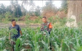 Babinsa Koramil 2301/Cilegon Perkuat Ketahanan Pangan Lewat Pendampingan Petani dan Budidaya Perikanan