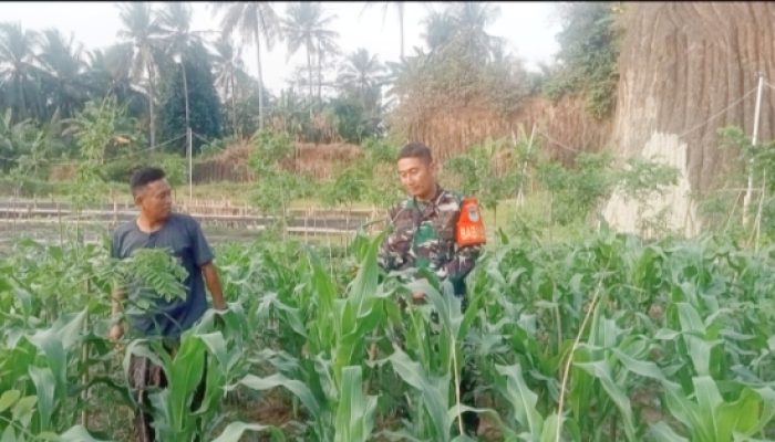 Babinsa Koramil 2301/Cilegon Perkuat Ketahanan Pangan Lewat Pendampingan Petani dan Budidaya Perikanan