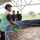 Program MBG Dorong Rantai Pasok Lokal, Budidaya Lele Jadi Tulang Punggung