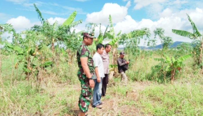 Babinsa Koramil 2302/Bojonegara Aktif Dampingi PBB dan Pengembangan Pertanian Warga