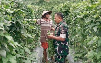Babinsa Koramil 2305/Cinangka Dampingi Petani Rawat Kacang Panjang dan Cabai