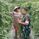 Babinsa Koramil 2305/Cinangka Dampingi Petani Rawat Kacang Panjang dan Cabai