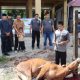 Polres Maros Kurban Sepuluh Ekor Sapi Di Moment Iduladha, Ratusan Paket Disebar Ke Warga Dan Panti Asuhan
