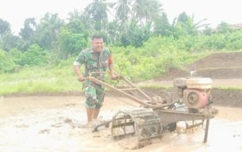 Babinsa Koramil 2306/Mancak Aktif Dampingi Petani Ketapang di Dua Desa
