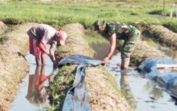 Babinsa Bojonegara Turun ke Sawah, Dampingi Petani Panen Padi dan Pengemukan Kacang Tanah