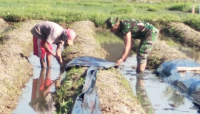 Babinsa Bojonegara Turun ke Sawah, Dampingi Petani Panen Padi dan Pengemukan Kacang Tanah