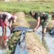 Babinsa Bojonegara Turun ke Sawah, Dampingi Petani Panen Padi dan Pengemukan Kacang Tanah
