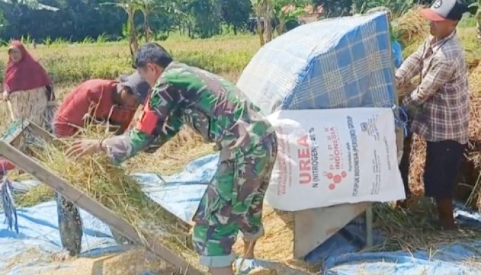 Babinsa Koramil 2305/Cinangka Aktif Laksanakan Pendataan Warga dan Dampingi Petani Panen Padi