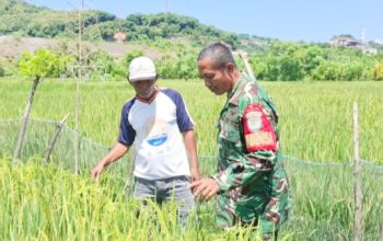 Babinsa Koramil 2307/Ciwandan Tingkatkan Disiplin dan Dukung Ketahanan Pangan di Wilayah Binaan