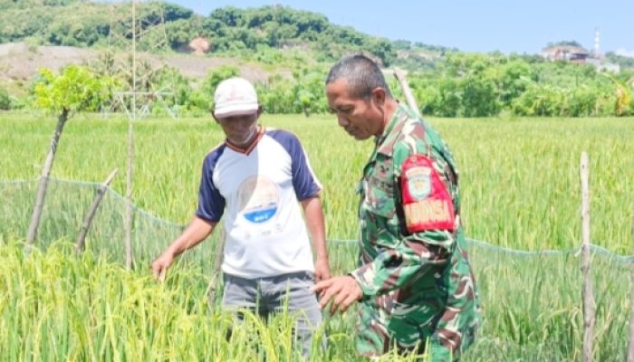 Babinsa Koramil 2307/Ciwandan Tingkatkan Disiplin dan Dukung Ketahanan Pangan di Wilayah Binaan