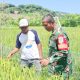 Babinsa Koramil 2307/Ciwandan Tingkatkan Disiplin dan Dukung Ketahanan Pangan di Wilayah Binaan