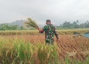 Babinsa Koramil 2302/Bojonegara Dampingi Petani Panen Padi dan Pengemukan Kacang Tanah