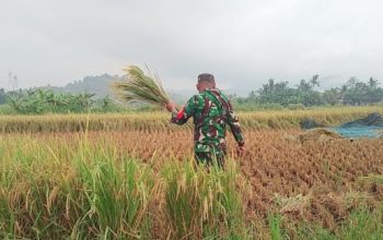 Babinsa Koramil 2302/Bojonegara Dampingi Petani Panen Padi dan Pengemukan Kacang Tanah