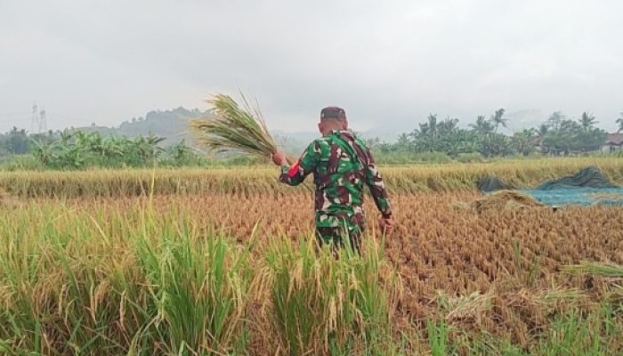Babinsa Koramil 2302/Bojonegara Dampingi Petani Panen Padi dan Pengemukan Kacang Tanah