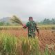 Babinsa Koramil 2302/Bojonegara Dampingi Petani Panen Padi dan Pengemukan Kacang Tanah