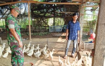 Babinsa Koramil 2303/Pulomerak Tingkatkan Disiplin Satpam dan Dukung Ketahanan Pangan Warga