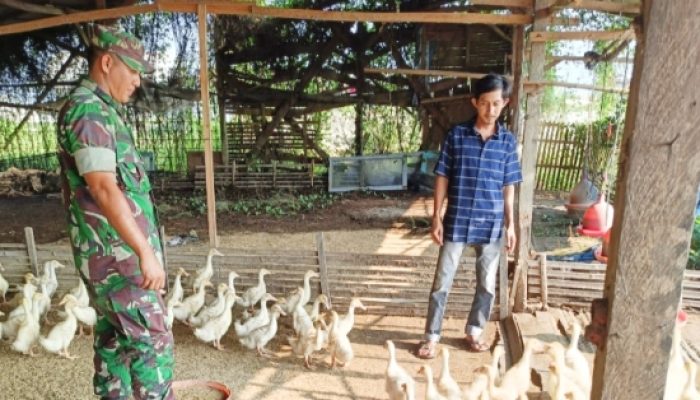 Babinsa Koramil 2303/Pulomerak Tingkatkan Disiplin Satpam dan Dukung Ketahanan Pangan Warga