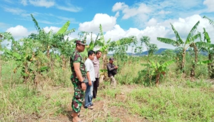 Babinsa Koramil 2301/Cilegon Dampingi Program Budidaya Ayam Petelur Bersama Dinas Peternakan
