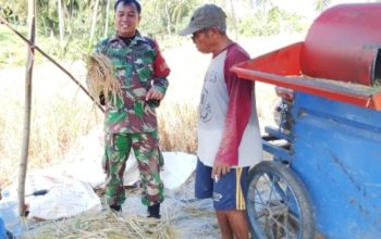Babinsa Koramil 2305/Cinangka Bantu Panen Padi dan Kawal Penyaluran Bansos untuk Warga