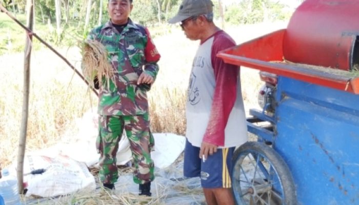 Babinsa Koramil 2305/Cinangka Bantu Panen Padi dan Kawal Penyaluran Bansos untuk Warga