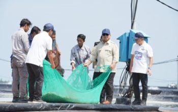 Momen Prabowo Ikut Tarik Jaring Bersama Nelayan Tambak Saat Panen Raya Udang di Kebumen
