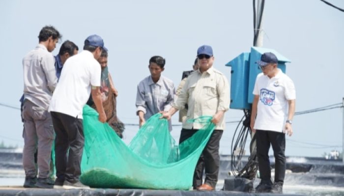 Momen Prabowo Ikut Tarik Jaring Bersama Nelayan Tambak Saat Panen Raya Udang di Kebumen