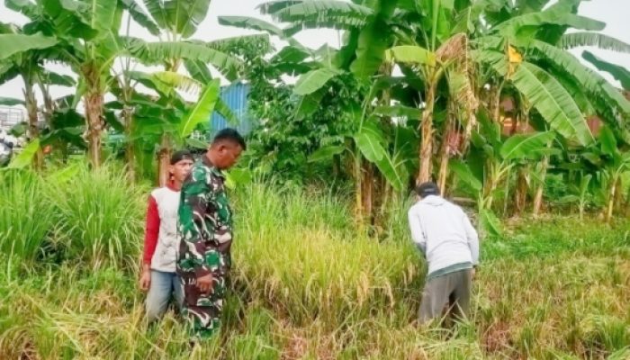 Babinsa Koramil 2302/Bojonegara Aktif Dampingi Petani, Panen Padi dan Pengembangan Kacang Tanah Jadi Fokus