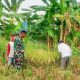 Babinsa Koramil 2302/Bojonegara Aktif Dampingi Petani, Panen Padi dan Pengembangan Kacang Tanah Jadi Fokus