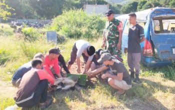 Babinsa Koramil 2303/Pulomerak Monitoring Kurban dan Ketahanan Pangan di Wilayah Binaan