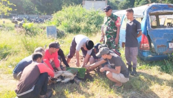 Babinsa Koramil 2303/Pulomerak Monitoring Kurban dan Ketahanan Pangan di Wilayah Binaan
