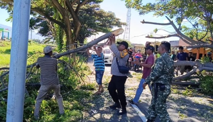 Pohon Cina Tumbang Halangi Jalan Poros Jeneponto–Bantaeng, Polsek Batang Bersama TNI dan Warga Segera Bersihkan