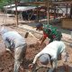 Babinsa Koramil 2303/Pulomerak Bersama Warga Gencarkan Karya Bakti Bersihkan Lingkungan dan Bangun Drainase