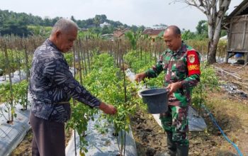 Babinsa Koramil 2306/Mancak Aktif Dampingi Ketahanan Pangan dan Panen Cabai di Wilayah Desa Binaan