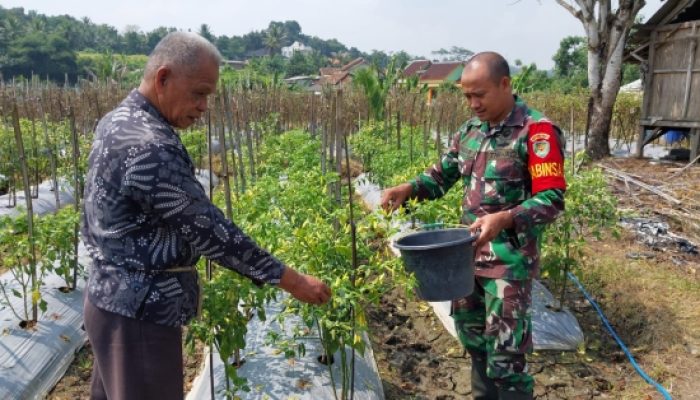 Babinsa Koramil 2306/Mancak Aktif Dampingi Ketahanan Pangan dan Panen Cabai di Wilayah Desa Binaan