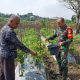 Babinsa Koramil 2306/Mancak Aktif Dampingi Ketahanan Pangan dan Panen Cabai di Wilayah Desa Binaan