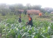 Babinsa Koramil 2301/Cilegon Dampingi Kelompok Tani Kembangkan Jagung Hibrida dan Budidaya Perikanan