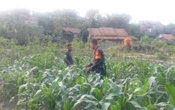 Babinsa Koramil 2301/Cilegon Dampingi Kelompok Tani Kembangkan Jagung Hibrida dan Budidaya Perikanan