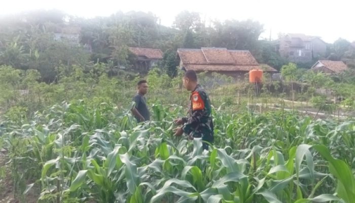 Babinsa Koramil 2301/Cilegon Dampingi Kelompok Tani Kembangkan Jagung Hibrida dan Budidaya Perikanan