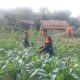Babinsa Koramil 2301/Cilegon Dampingi Kelompok Tani Kembangkan Jagung Hibrida dan Budidaya Perikanan