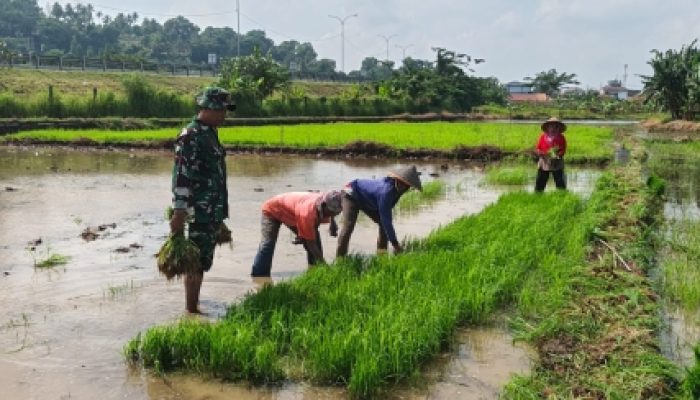 Babinsa Koramil 2303/Pulomerak Dampingi Kelompok Tani Perkuat Ketahanan Pangan di Gerem dan Kotasari