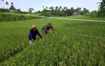 Babinsa Koramil 2306/Mancak Dampingi Warga Tingkatkan Ketahanan Pangan di Wilayah Binaan