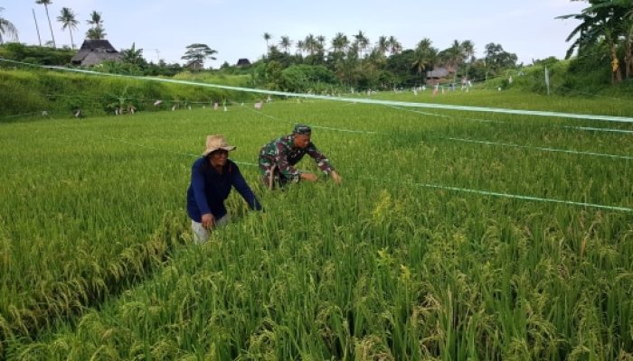 Babinsa Koramil 2306/Mancak Dampingi Warga Tingkatkan Ketahanan Pangan di Wilayah Binaan